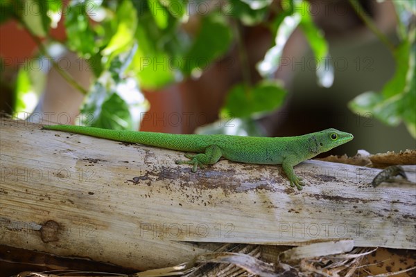 Seychelles giant day gecko