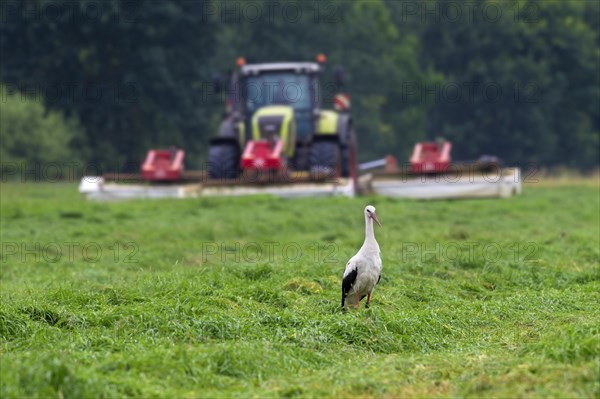 White stork