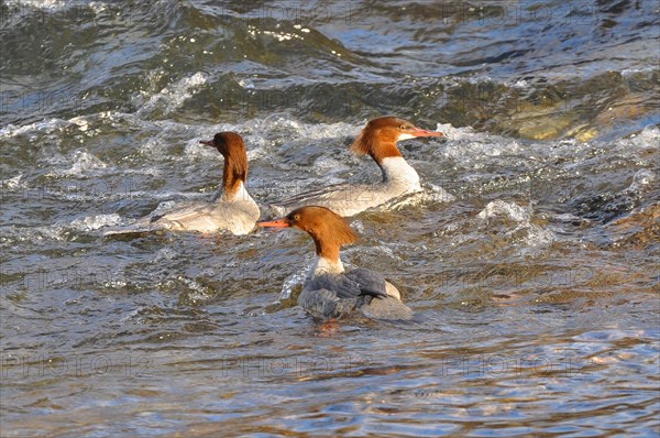 Goosander