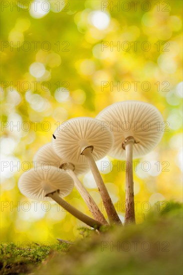 Beech or ringed slime ruffles