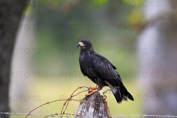 Snail kite