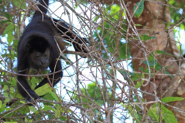 Mantled howler monkey