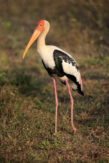 Painted stork