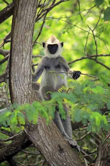 Southern Hanuman langur