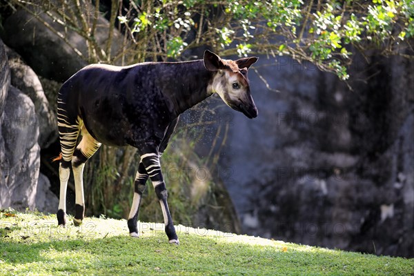 Okapi