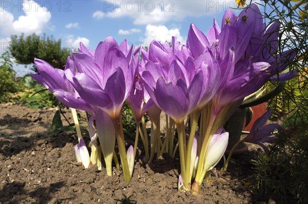 Autumn Crocus