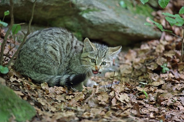 European wildcat