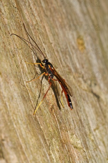 Sickle wasp