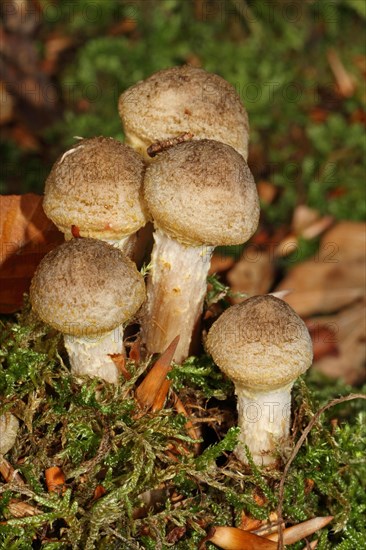 Honey yellow honey fungus