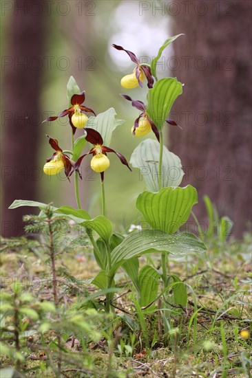 Yellow lady's slipper