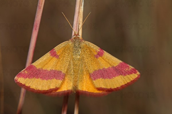 Sorrel purple moth