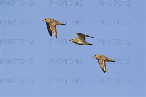 Eurasian Golden Plover