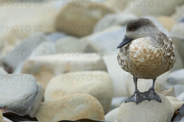 Patagonian crested duck