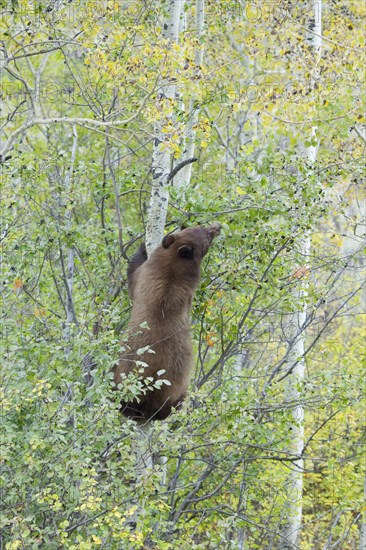 American Black Bear