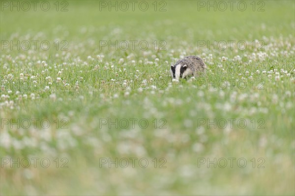 Eurasian Badger