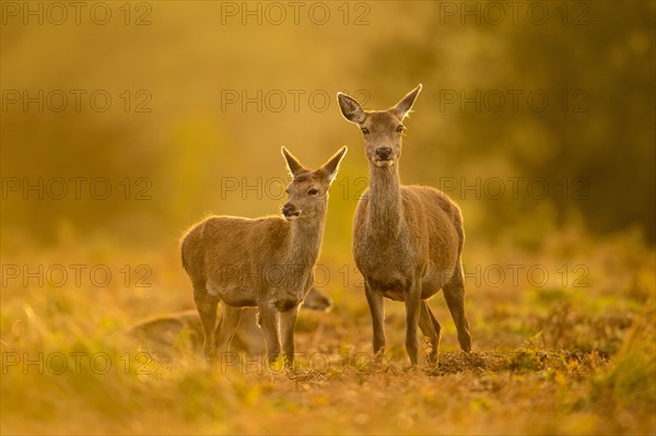 Red Deer