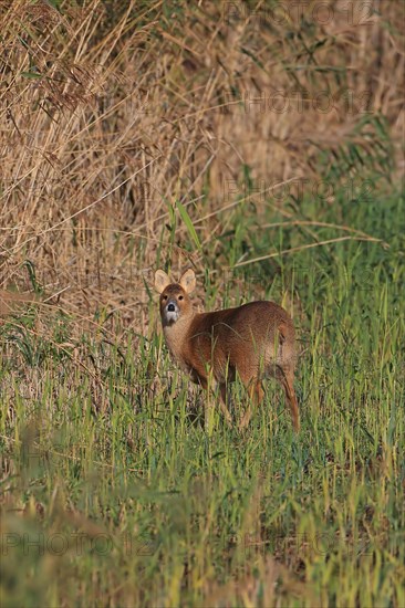 Chinese water deer