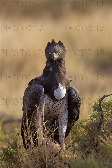 Martial eagle