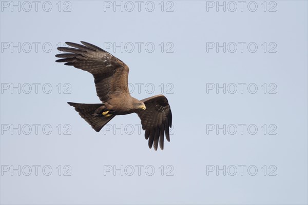 Yellow-billed Kite