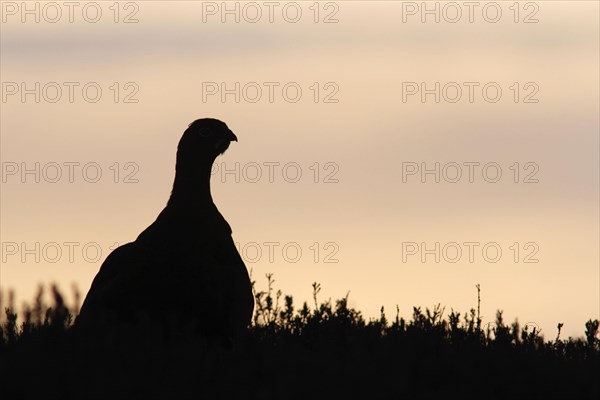 Red Grouse