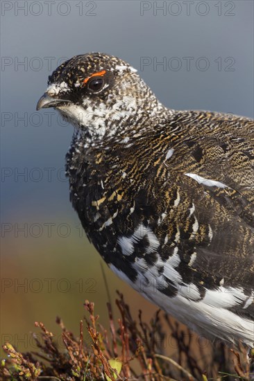 Rock ptarmigan