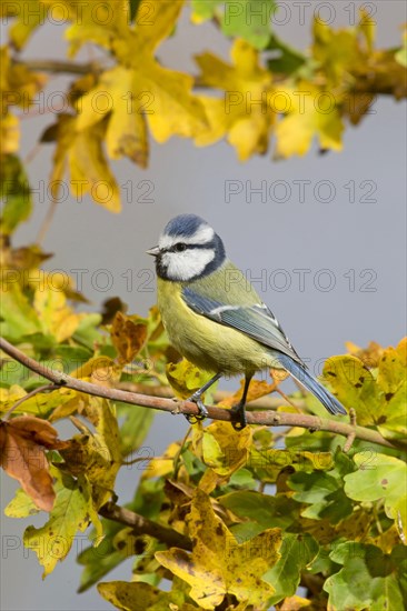 Blue Tit