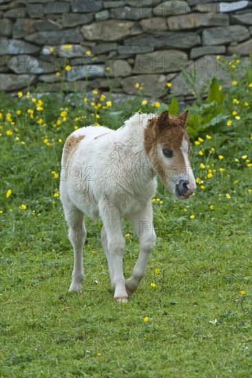Shetland pony