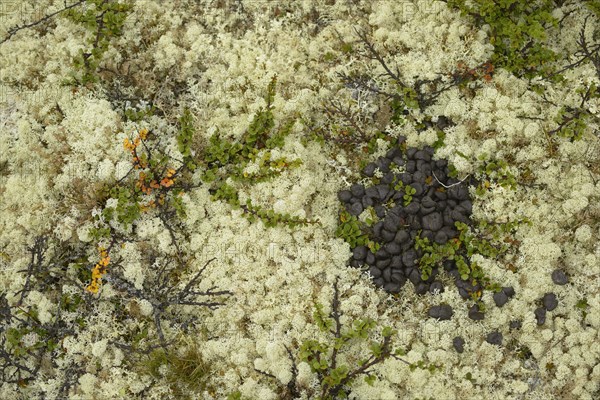 Reindeer lichen