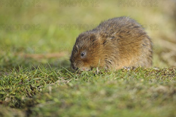 Eastern vole