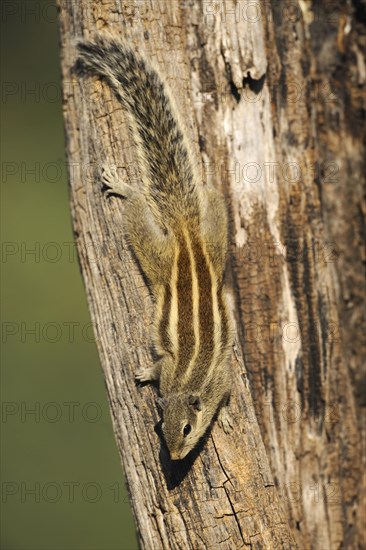 Indian Palm Squirrel