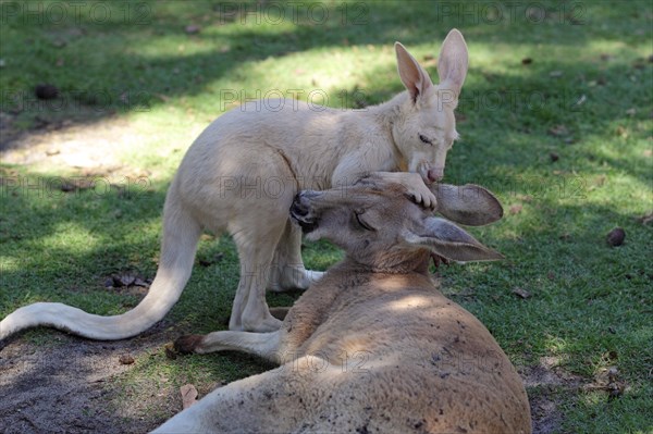 Red kangaroo