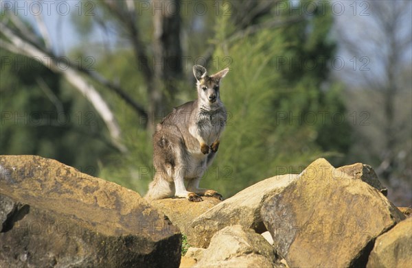 Common wallaroos