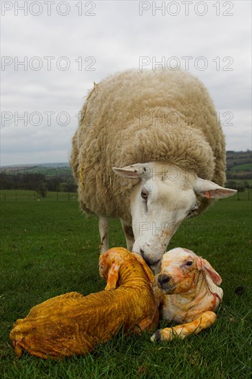 Domestic Sheep