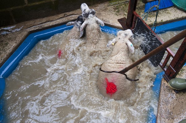 Sheep farming