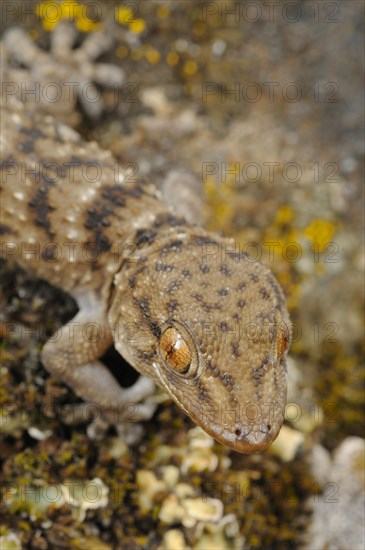 Gomero Wall gomero wall gecko