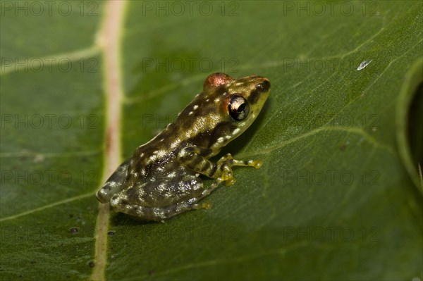 Madagascar frog