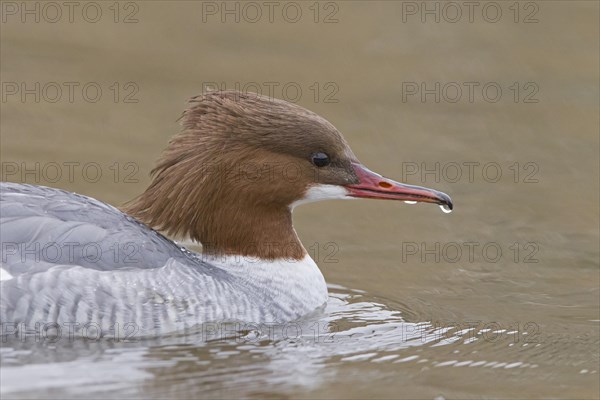 Common merganser