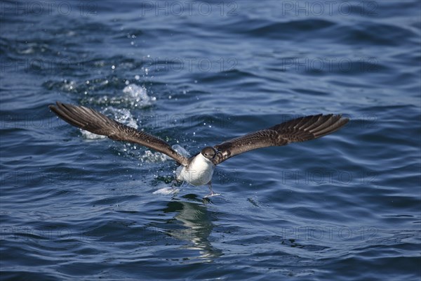 Great Shearwater