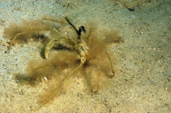 Ghost crab