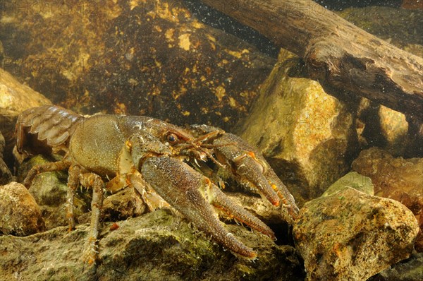 White-clawed Freshwater Crayfish