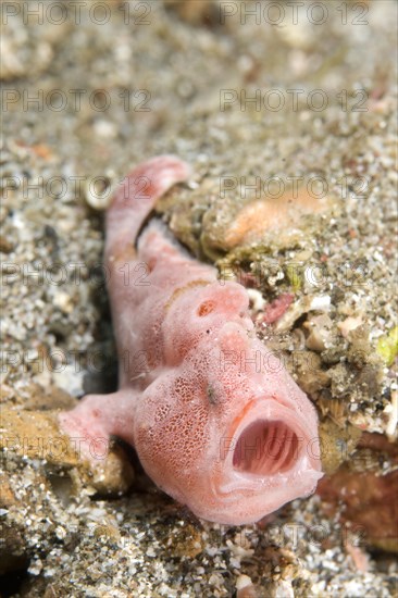 Round Spotted Frogfish