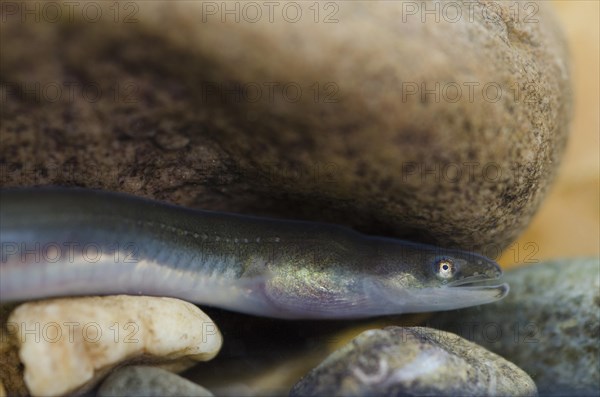 European Eel