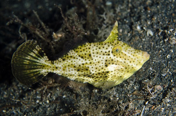 Strapweed Filefish