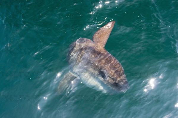 Sunfish