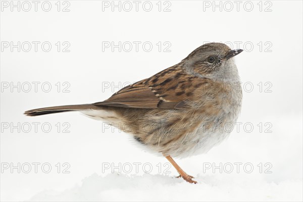 Dunnock