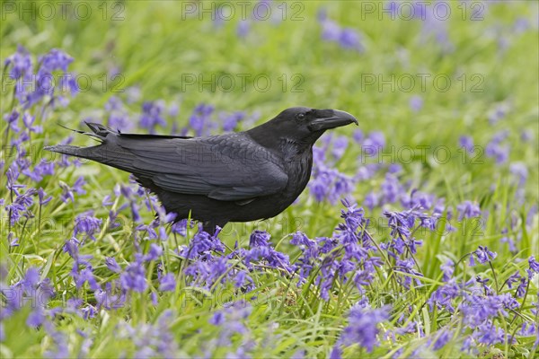 Common raven