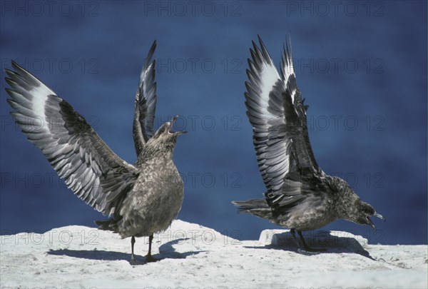 Stercorarius antarctica