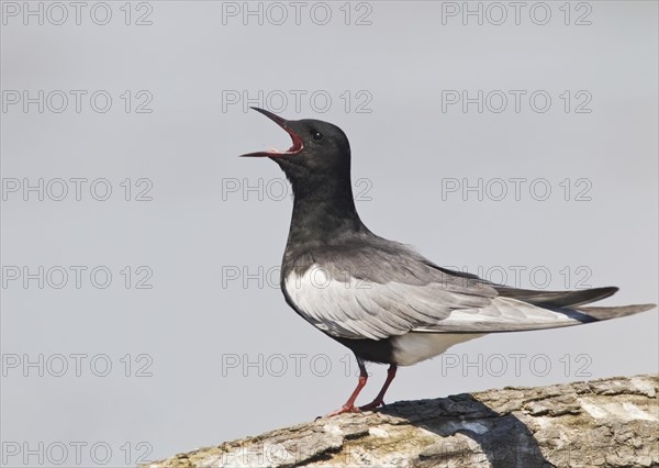 White-winged Black Tern