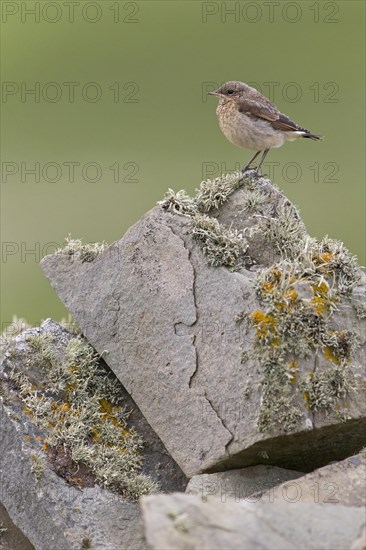 Northern northern wheatear