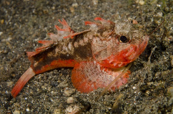 Adult whiteface waspfish